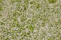 Top view of a camomile or ox-eye daisy meadow, daisies, top view,  background texture Royalty Free Stock Photo