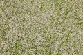 Top view of a camomile or ox-eye daisy meadow, daisies, top view, background texture