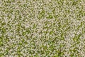 Top view of a camomile or ox-eye daisy meadow, daisies, top view, background texture