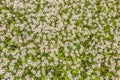 Top view of a camomile or ox-eye daisy meadow, daisies, top view, background texture