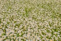 Top view of a camomile or ox-eye daisy meadow, daisies, top view, background texture