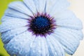 Top view of cape rain daisy flower with water