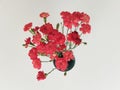 Top view of the carnation bush flower