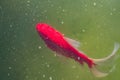Top view of carp coi in pond.  Cyprinus carpio close up Royalty Free Stock Photo