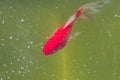 Top view of carp coi in pond.  Cyprinus carpio close up Royalty Free Stock Photo