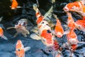 Top view of Carp fish - Group of Koi carps swimming in pool, Fancy carp fish