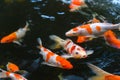 Top view of Carp fish - Group of Koi carps swimming in pool, Fancy carp fish