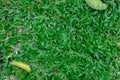 Top view carpet Axon opus grass background