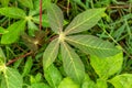 Top view of cassava leaf in the form of a fresh green starfish, purple stalk-shaped leaf stalk