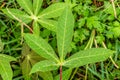 Top view of cassava leaf in the form of a fresh green starfish, purple stalk-shaped leaf stalk