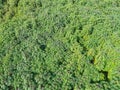 Top view cassava leaves from above of crops in green, Bird`s eye view tropical tree plant, Aerial view of the cassava plantation