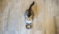 Top view of cat looking up. Cute grey cat lying near bowl with food on floor at home. Pet cat food. One color with floor