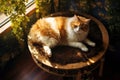 top view of a cat lying on a scratching post platform Royalty Free Stock Photo
