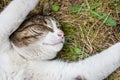 Top view of cat with outstretched and extended white paws, which rests and sleeps on the street on summer day