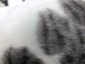 Top view of cat`s fur