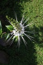 top view of cat\'s whisker flowers against a background of grass