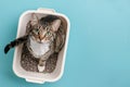 Top view of cat in white litter box on blue studio background Royalty Free Stock Photo