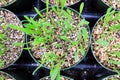 Top view of catgrass growing in round pots Royalty Free Stock Photo