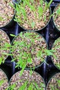 Top view of catgrass growing in round pots Royalty Free Stock Photo
