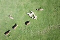 Top view of cattle, sheep and cow on the pasture