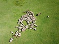 Top view of cattle, sheep, donkey, goat on the pasture