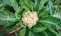 Cauliflower top view with bright green leafs Royalty Free Stock Photo