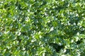 Celery leaves in field