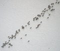 Top view of the chain of ants Royalty Free Stock Photo