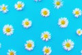 Top view of chamomile bud laid out on a blue background. Objects on a simple background. Wallpaper, greeting card to the celebrati