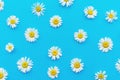 Top view of chamomile bud laid out on a blue background. Objects on a simple background. Wallpaper, greeting card to the celebrati