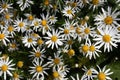 Top view on chamomile bush Royalty Free Stock Photo