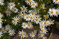 Top view on chamomile bush