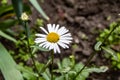 Top view of Chamomile flowers close up with soft focus swaying in the wind. Botany video with beautiful common daisies. 4k UHD