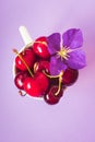 Top view of cherries with a purple flower in a white cup on purple background Royalty Free Stock Photo