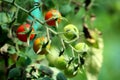 Top view of cherry tomatoes in various colors from light green to yellow and red growing from single plant in local home garden Royalty Free Stock Photo