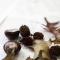 Top view of chestnuts and dry leaves lying on book pages - perfect for background or wallpaper Royalty Free Stock Photo