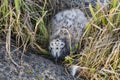 Top view on a chick of large polar gull hiding among rocks