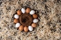 Top view of chicken eggs and nest on plate and decorative shavings
