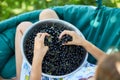 Top view Child hold in hand Freshly gathered organic black currants