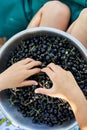 Top view Child hold in hand Freshly gathered organic black currants