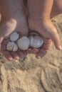 Top view of child `s hands holding seashells on the beach Royalty Free Stock Photo