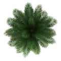 Top view of chilean wine palm tree isolated