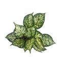 Top view Chinese Evergreen Aglaonema sp. `Anyamanikhaw`, ARACEAE, iTree in a pot Isolate on White Background