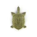 Top view Chinese softshell turtle Pelodiscus sinensis on white. 3D illustration