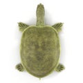Top view Chinese softshell turtle Pelodiscus sinensis on white. 3D illustration
