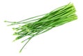 Top view of Chives flower or Chinese Chive isolated on white background Royalty Free Stock Photo