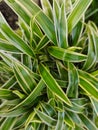 Top view of the Chlorophytum Comosum, it also known as spider plant