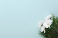 Top view of chrysanths flowers on the light blue background.Empty space for grettings