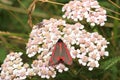 Cinnabar moth Tyria jacobaeae on a wild flower