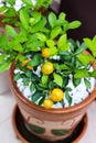 Top view citrus japonica fruit hanging kumquat tree in pot decorative front home garden background Royalty Free Stock Photo